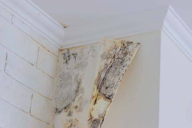 Mold Remediation for Vacation Homes in Chatsworth, IL